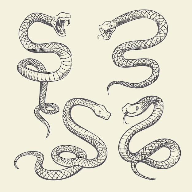 Vetor conjunto de cobra de desenho de mão. design de vetor de tatuagem de cobras de vida selvagem isolado