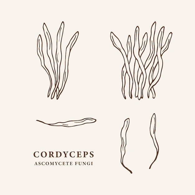 Conjunto de cogumelos cordyceps desenhados à mão