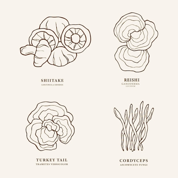 Vetor conjunto de cogumelos desenhados à mão. shiitake, rabo de peru, cordyceps, reishi