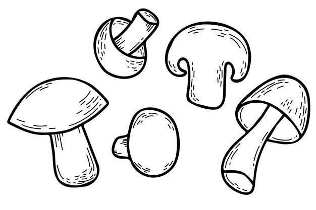 Conjunto de cogumelos lineares vetoriais cogumelos inteiros e pedaço de cogumelo champignon cortado ao meio doodle