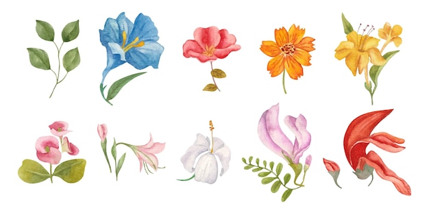 conjunto de coleção de flores e folhas em aquarela ou cartão comemorativo