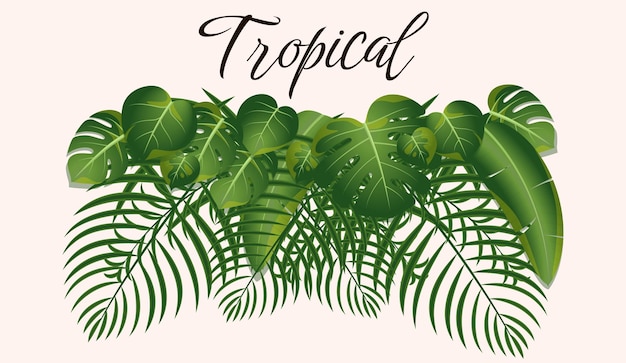 Conjunto de coleção de folhas tropicais. Elementos isolados vetoriais no fundo branco.