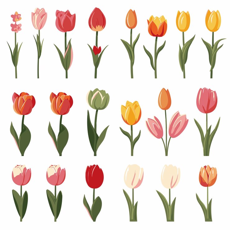 Vetor conjunto de coleções de tulipas vetoriais
