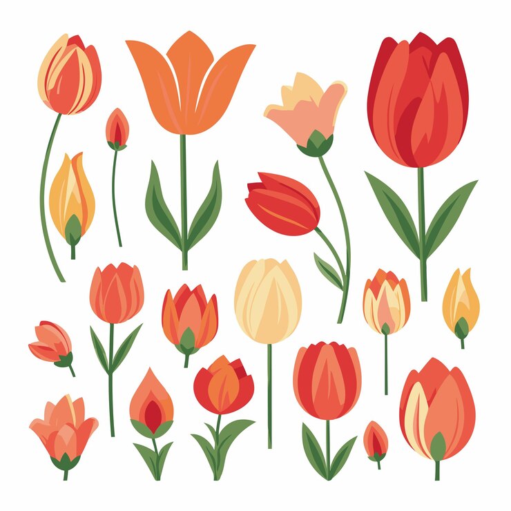 Vetor conjunto de coleções de tulipas vetoriais