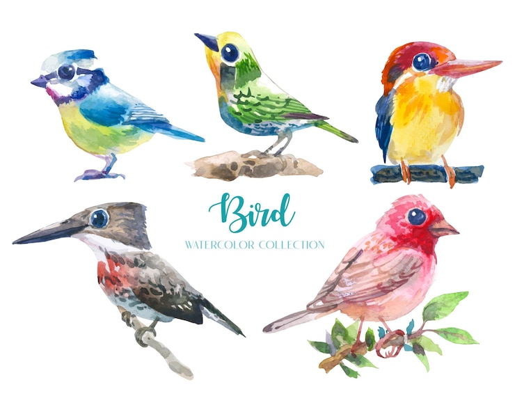Vetor conjunto de coleta aquarela pássaro bonito e colorido (5 pássaros).