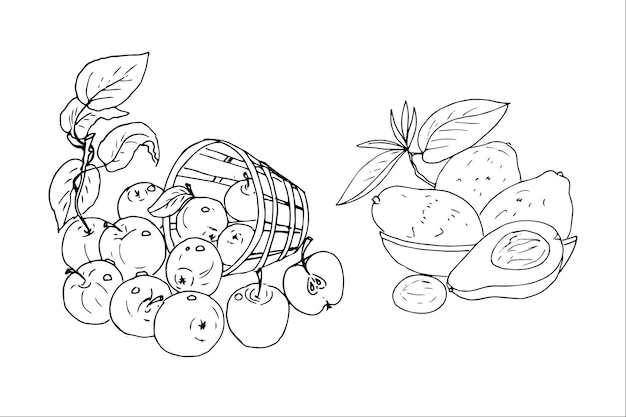 Conjunto de colheita, frutas, legumes, cogumelos, bagas, cesta, flores e folhas são esboço de doodle.