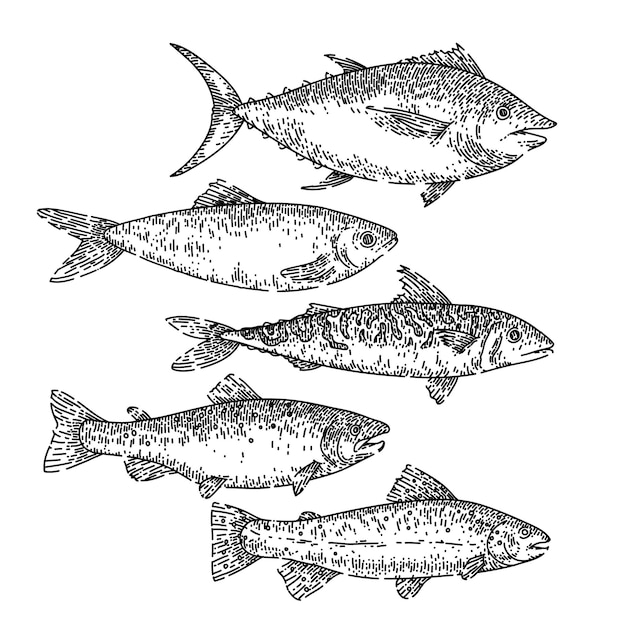 Conjunto de comida de peixe esboçar vetor desenhado à mão