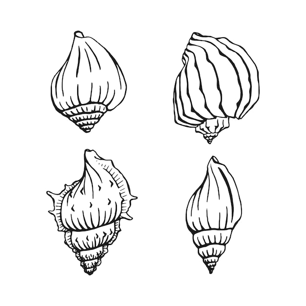 Conjunto de conchas do mar fundo marinho ilustração vetorial desenhada à mão isolada no fundo branco