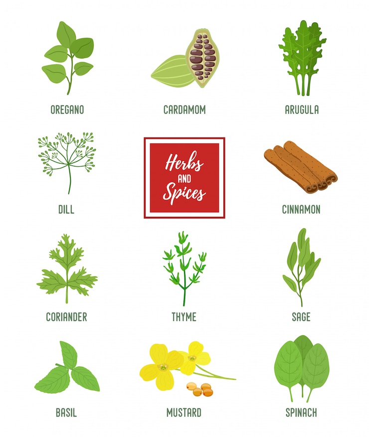 Vetor conjunto de condimentos, ervas vegetarianas, plantas perfumadas orgânicas