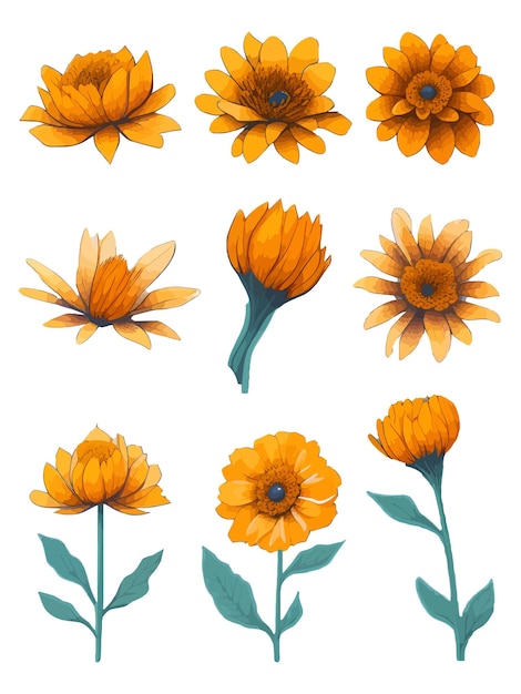 Conjunto de conjunto de flores de calêndula vetor aquarela conjunto de conjuntos de design de flores