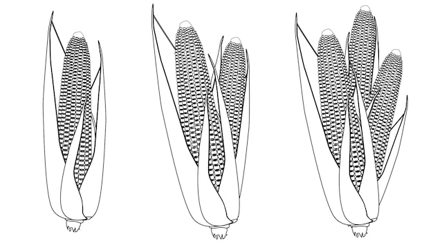 Conjunto de contorno de espigas de milho maduras com grãos e folhas isoladas em fundo branco elementos de design