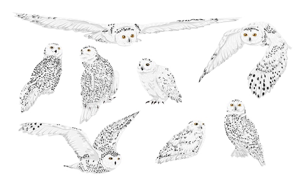 Conjunto de coruja de neve bubo scandiacus em diferentes poses machos e fêmeas de corujas do ártico sentam-se e voam