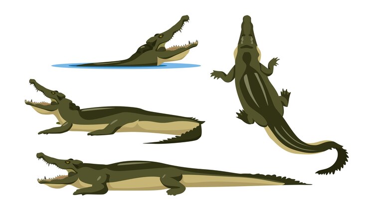 Vetor conjunto de crocodilos em diferentes ângulos e emoções em estilo cartoon ilustração em vetor de animais predadores africanos isolados no fundo branco