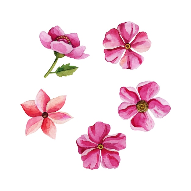 Conjunto de delicadas flores cor de rosa isoladas no fundo branco. elementos de aquarela