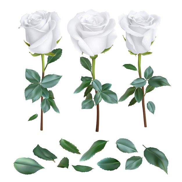 conjunto de desenho de rosa realista isolado no branco