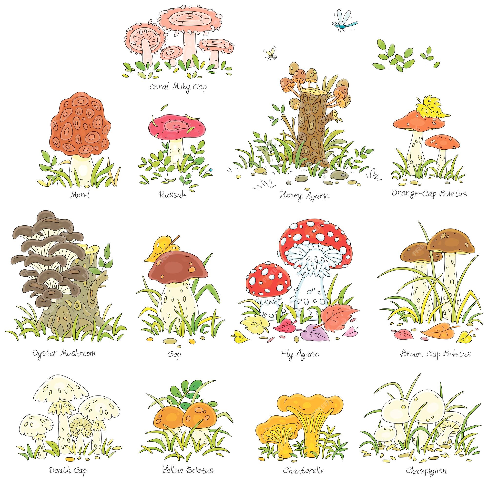 Cogumelo-do-mar-vermelho No Fundo De Um Campo Florescente. Flores  Silvestres E Erva. Vetor Isolado Em Branco. Desenho Animado Ilustração do  Vetor - Ilustração de cozinhar, fungo: 203560476