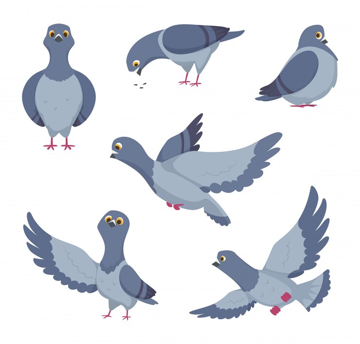 Vetor conjunto de desenhos animados de pombos engraçados. ilustrações de pássaros