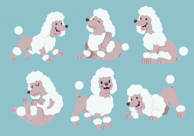 Vetor conjunto de desenhos animados de poodle