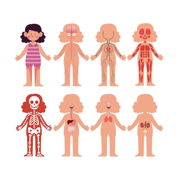 Vetor conjunto de desenhos animados do sistema de anatomia do corpo humano