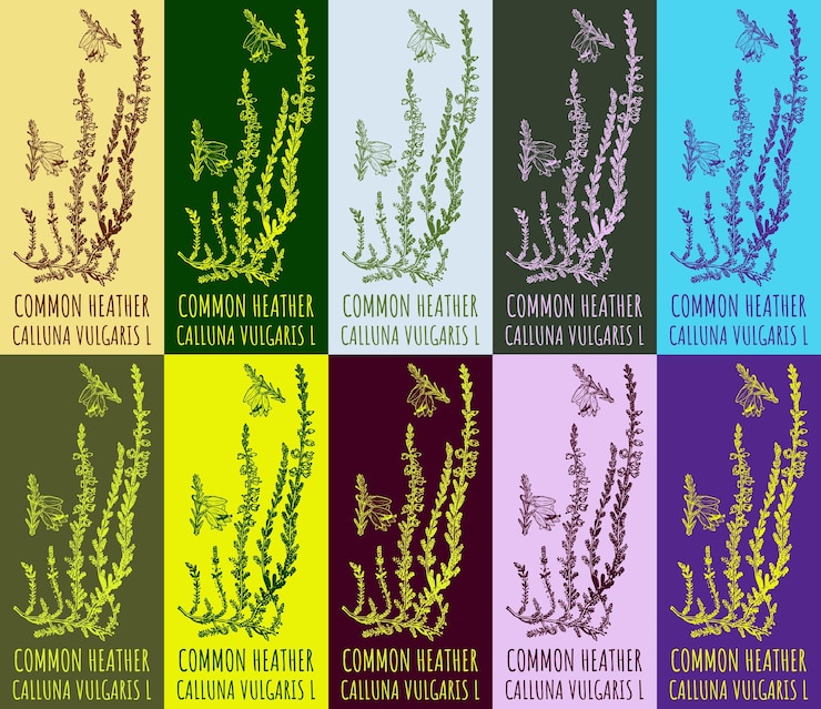 Vetor conjunto de desenhos vetoriais de common heather em várias cores ilustração desenhada à mão nome latino calluna vulgaris l