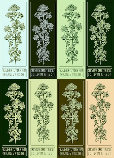 Vetor conjunto de desenhos vetoriais de oregano em diferentes cores desenhado à mão nome latino origanum vulgare l