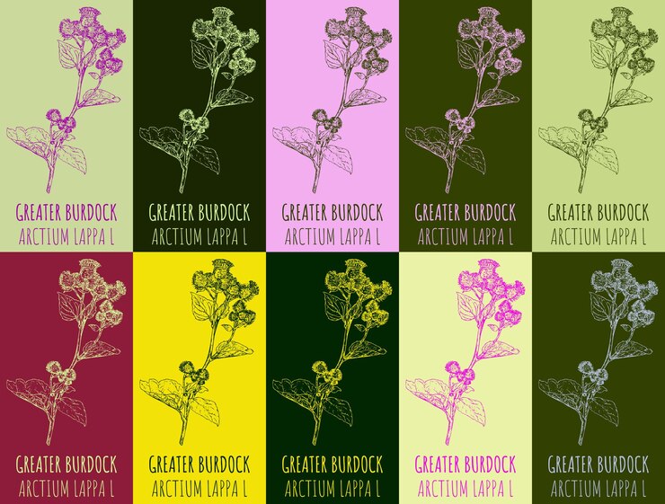 Vetor conjunto de desenhos vetoriais greater burdock em várias cores ilustração desenhada à mão o nome latino é arctium lappa l