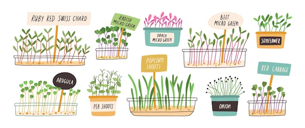 Vetor conjunto de diferentes grãos germinados desenhados à mão e ilustração plana de vetor de microverdes. coleção de plantas comestíveis para nutrição saudável isolada em branco. ingredientes com folhas verdes para alimentos.