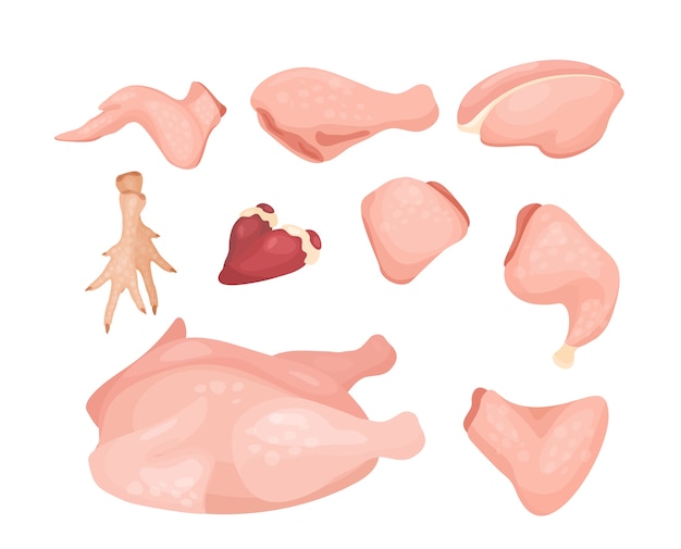 Vetor conjunto de diferentes tipos de carne de frango diferentes partes da carcaça de frango