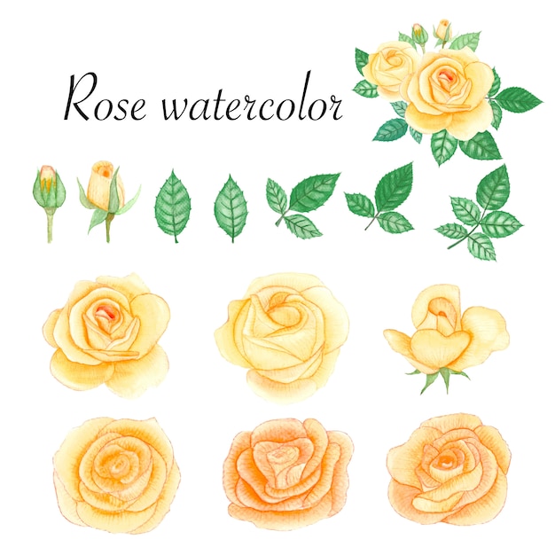 Conjunto de elementos aquarela rosas.