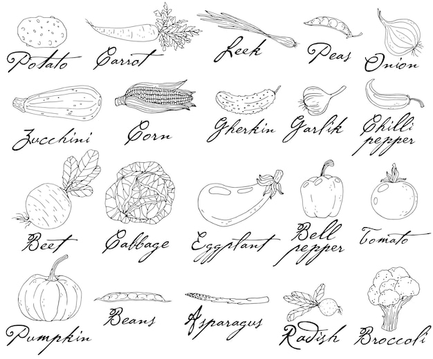 Conjunto de elementos com legumes desenhados à mão em um fundo branco ícones vetoriais no estilo de desenho objetos isolados brancos desenhados à mão