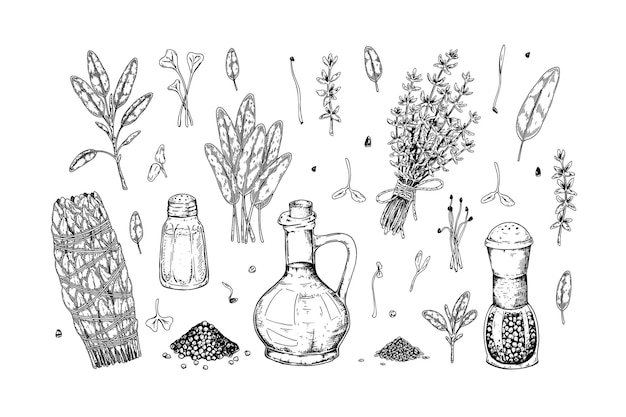 Conjunto de elementos de design de ervas e especiarias de mão desenhada.
