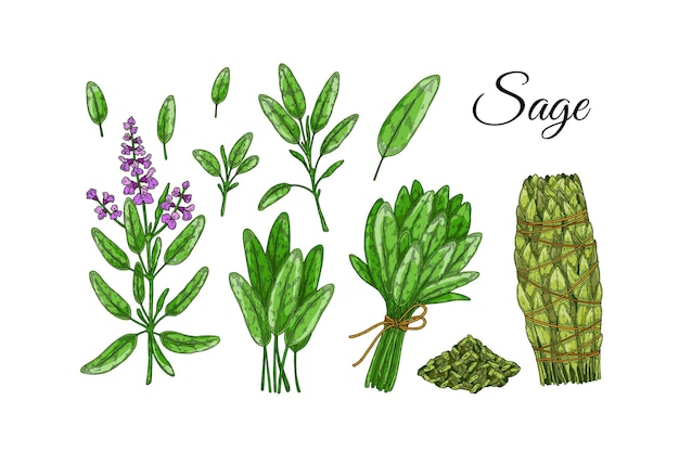 Conjunto de elementos de design de sálvia verdes desenhados à mão e vegetais de folha ilustração vetorial