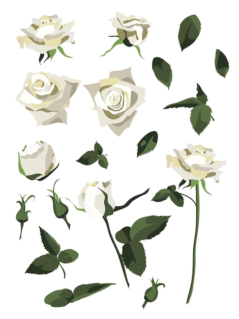Conjunto de elementos de design floral, rosas brancas e botões, folhas e caules. Isolado no fundo branco