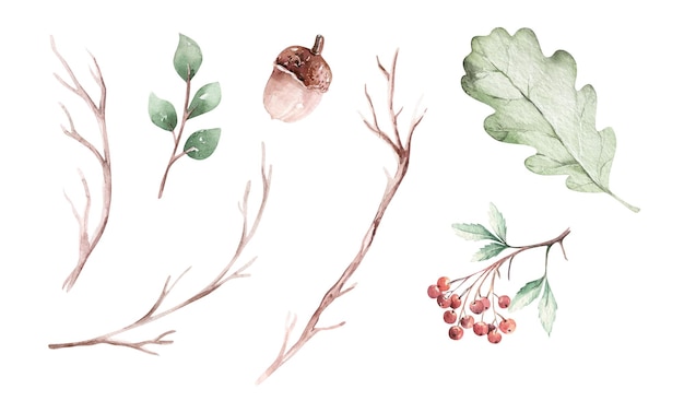 Conjunto de elementos de folhas de carvalho em aquarela, galhos, berrie e bolotas
