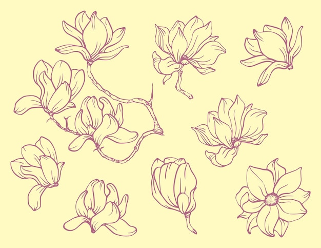 Conjunto de elementos florais pacote de esboço linear de flor de magnólia