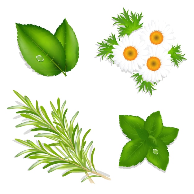 Vetor conjunto de ervas aromáticas a partir de alecrim e folhas de chá de camomilas de hortelã