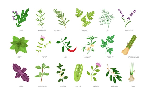 Conjunto de ervas comestíveis com inscrição de nomes. ingredientes alimentares botânicos saudáveis e especiarias