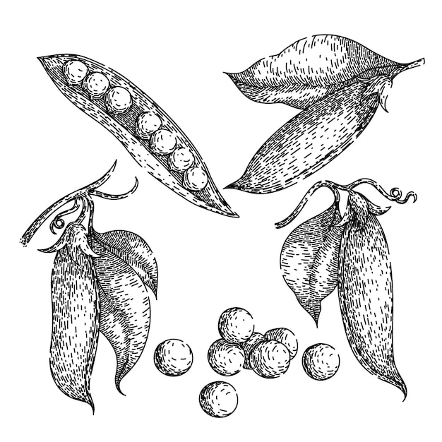 Conjunto de ervilha desenhado à mão verde natural comer nutrição orgânica crua esboço vetorial de ervilha ilustração preta isolada