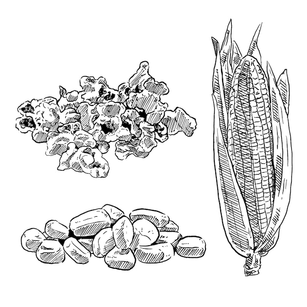 Vetor conjunto de esboço e conjunto de coleta de milho e pipoca de elementos desenhados à mão
