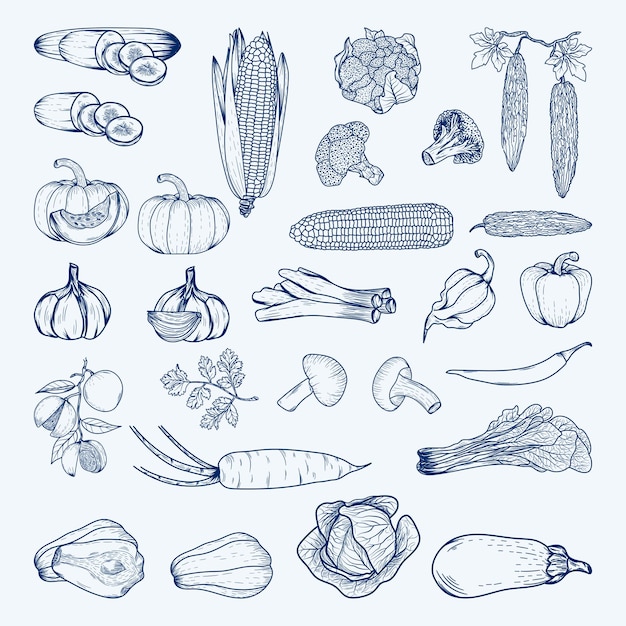 Conjunto de esboços de vegetais, arte de linha de vários tipos de vegetais.