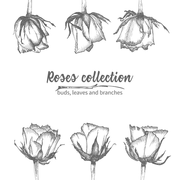 Conjunto de esboços desenhados à mão, rosas, folhas e galhos ilustração botânica vintage detalhada moldura floral silhueta negra isolada no fundo branco