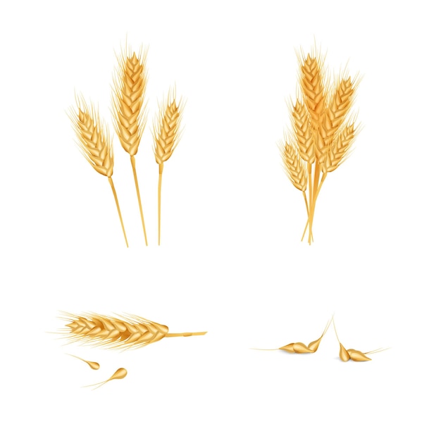 Conjunto de espigas de trigo, grãos, isolado