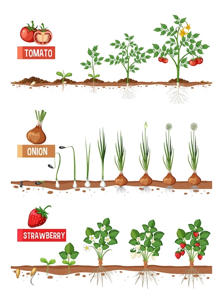 Conjunto de estágios de crescimento de plantas