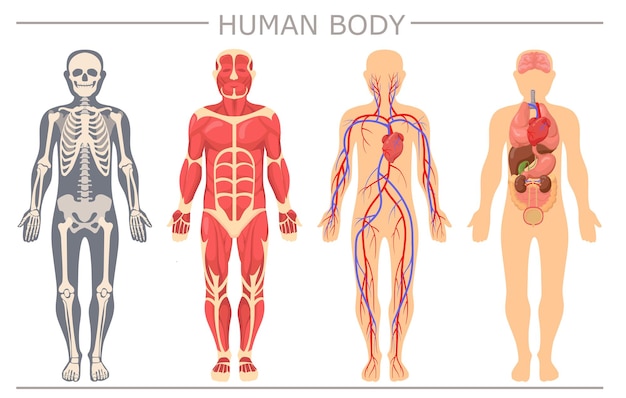 Vetor conjunto de estrutura do corpo humano