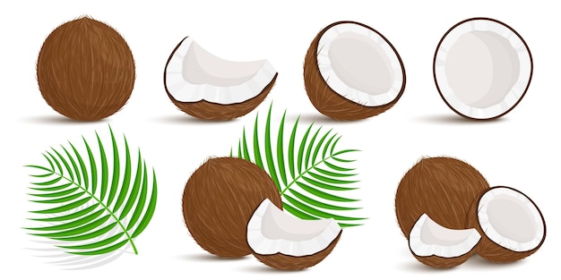 Conjunto de exóticos inteiros, meio, pedaços cortados de frutos de coco e folhas de palmeira, isoladas no fundo branco. Frutos de verão para um estilo de vida saudável. Frutas orgânicas. Estilo de desenho animado. Ilustração vetorial