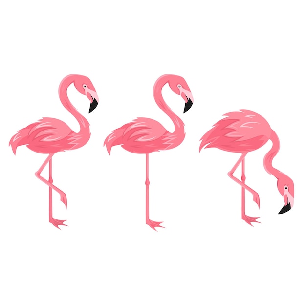 Conjunto de flamingo isolado, aves tropicais exóticas