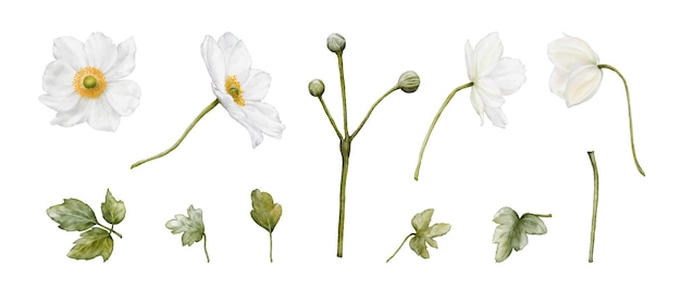 Conjunto de flor de flor de anêmona e elementos de aquarela de folha