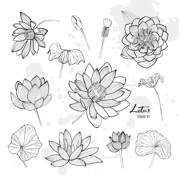 Conjunto de flor de lótus em diferentes pontos de vista. floresceu, brotos e folhas. coleção de ilustrações de contorno desenhado de mão