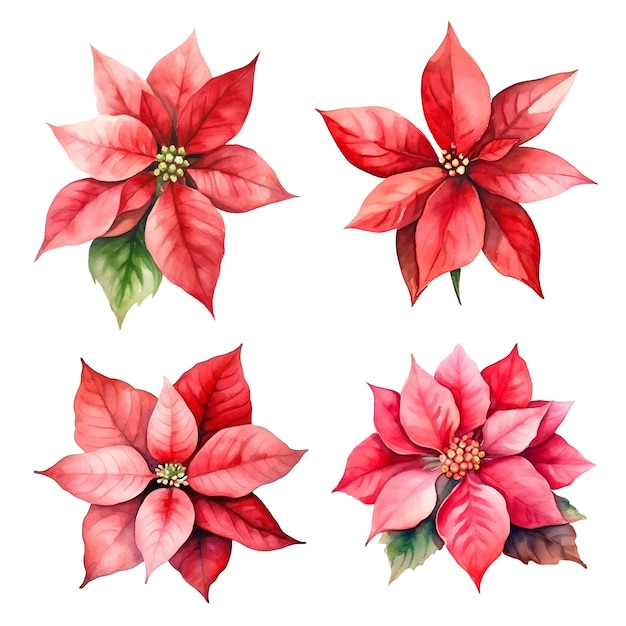 Conjunto de flor de natal poinsétia vermelha aquarela