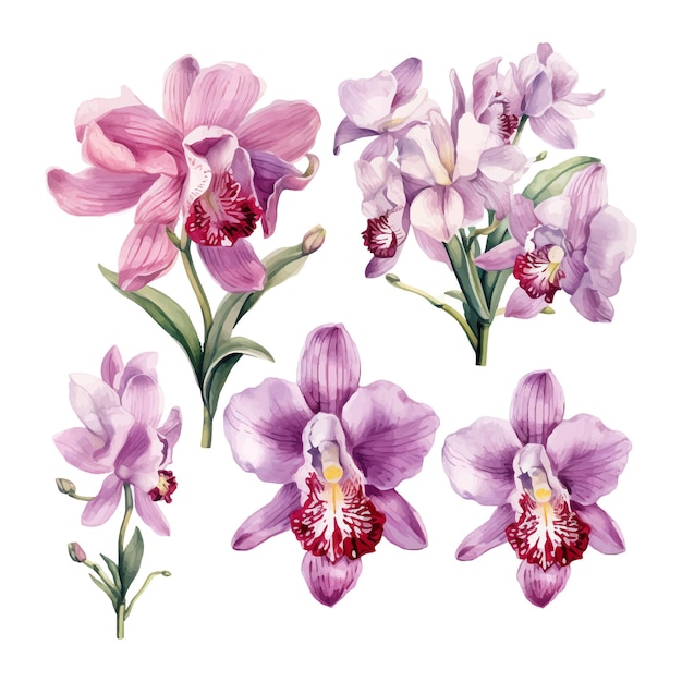 conjunto de flor de orquídea ilustração em aquarela